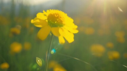 Aufkleber - In a field of wildflowers a small bud stands out with its vibrant yellow hue a splash of color a the greenery.