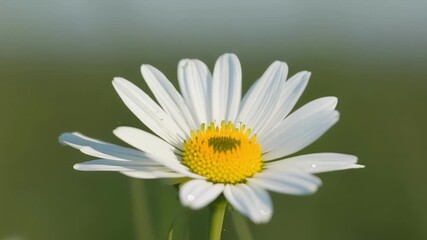 Poster - A bud on a daisy its pure white petals just starting to show a symbol of new beginnings and growth.