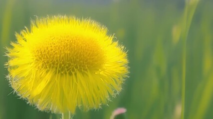 Aufkleber - A bright yellow dandelion its tiny delicate flowers creating a bold sunny pop of color against a backdrop of green grass.