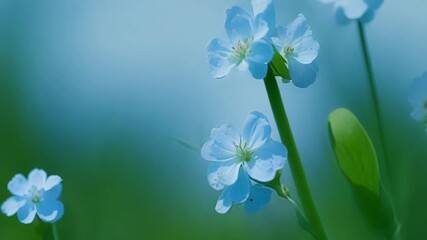 Poster - A of delicate forgetmenots with their tiny blue petals ed together in a sea of green foliage.
