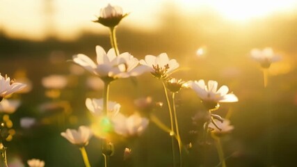 Poster - The morning sunlight dances upon a bed of blooming flowers highlighting their intricate details and delicate features.