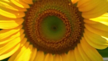 Aufkleber - A macro shot of a sunflowers center revealing the intricate design of its sunburstlike florets.