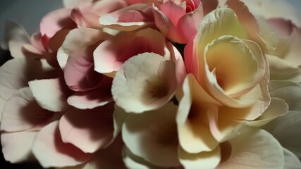 Poster - The camera moves in a circular motion around a pile of rose petals capturing the depth and dimension of each individual petal.