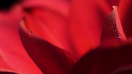 Poster - A closeup of a red rose petal being gently caressed by a gentle breeze displaying its velvety smoothness.