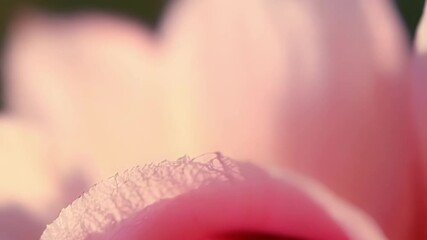 Poster - A tight shot of two rose petals pressed together highlighting the subtle variations in shades of pink and the tiny hairs lining their edges.