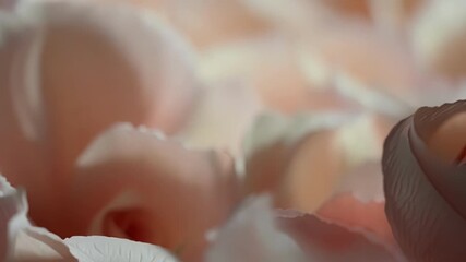 Aufkleber - The camera moves slowly over a bed of rose petals revealing the plethora of different sizes shapes and hues within the sea of soft petals.