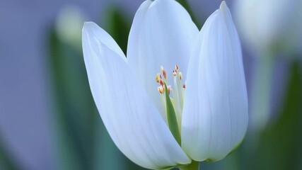 Poster - A closeup shot of a white tulip in full bloom its intricate petals resembling a work of art.