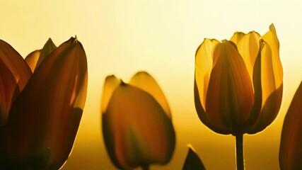 Aufkleber - Closeup of a group of tulips each one in a different stage of blooming creating a beautiful gradient effect.