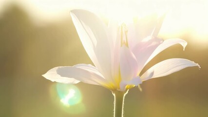 Poster - A drooping lily bloom its petals tinged with blush pink appears to be reaching toward the sunlight in a quest for warmth and nourishment.