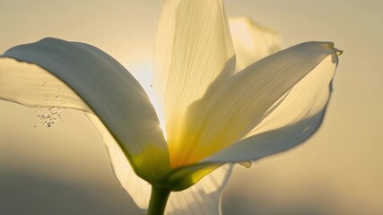 Aufkleber - A closeup of a white lily in the midst of full bloom its soft petals gently curled and ruffled at the edges.