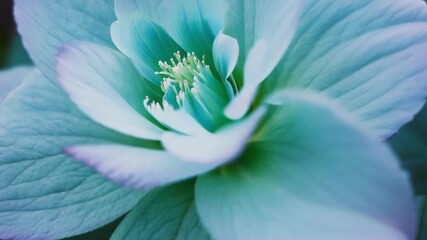 Aufkleber - A macro shot of a single hydrangea flower within a highlighting its velvety petals and intricate center.
