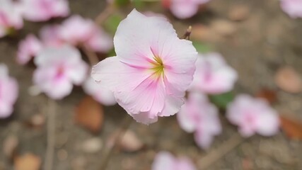 Poster - A closeup of a fallen cherry blossom its petals tered on the ground like delicate pink confetti.