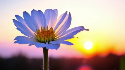 Aufkleber - A timelapse footage of a single white morning glory opening up to reveal its stunning fivepointed star shape with the sun rising in the background.