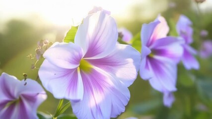 Poster - A macro shot of a group of morning glory flowers in varying shades of purple and pink dancing in the gentle breeze of a peaceful morning.