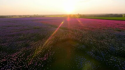 Poster - An aerial shot of a sprawling field of morning glory blooms creating a sea of color as they bask in the first rays of sunlight.