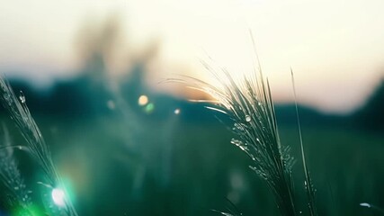 Aufkleber - A gentle breeze causing the dew to tremble and sparkle like diamonds on the tips of grass blades.