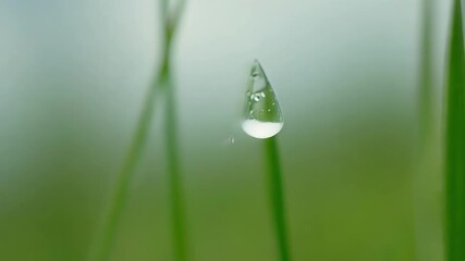 Aufkleber - Slow motion footage of dewdrops rolling off the blades of grass creating small ripples on the surface.