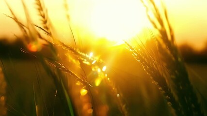 Aufkleber - Mesmerizing footage of the sun rising behind a field of grass its rays refracting through the dew drops and creating a beautiful golden glow.