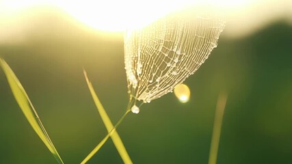 Aufkleber - A dewcovered spider web attached to a blade of grass with each silvery strand glistening in the morning light.