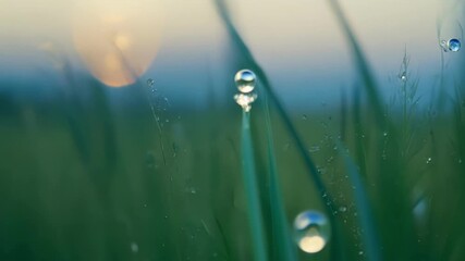Aufkleber - Dew drops delicately balancing on the edges of grass blades giving the appearance of a natural crystal garden.
