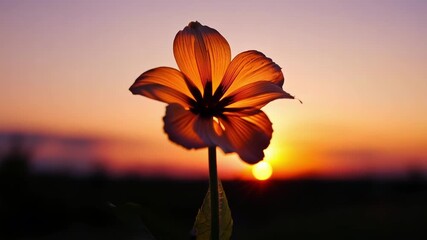Aufkleber - As the sun sets behind a distant horizon a vibrant orange bud slowly unfurls reaching towards the last rays of light.
