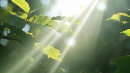 Aufkleber - A mesmerizing closeup of sunlight filtering through a dense tangle of branches and leaves creating a picturesque and serene environment.
