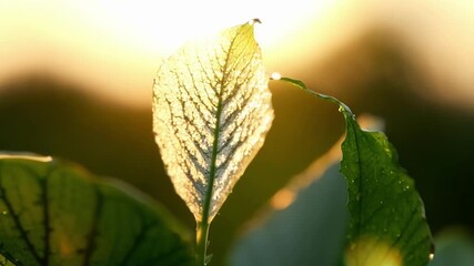 Aufkleber - The fuzzy coat of a newly sprouted leaf catching the light and sparkling in the sun.