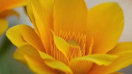 Aufkleber - Zooming in on a of vibrant yellow flower petals the camera highlights the striking contrast of the smooth velvety surface against the jagged edges of the petals s.