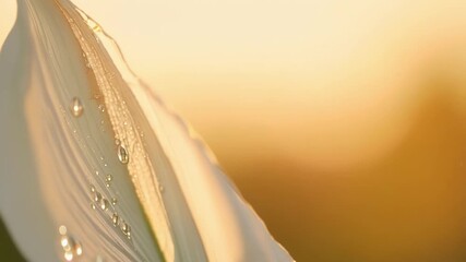 Aufkleber - As the sunlight plays upon the closeup of a white flower petal the cameras focus sharpens on the tiny droplets of dew clinging to the petals surface glistening like delicate