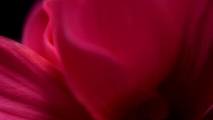 Aufkleber - In extreme closeup the camera explores the deep rich color of a red flower petal revealing the subtle variations and patterns of its velvety smooth texture.