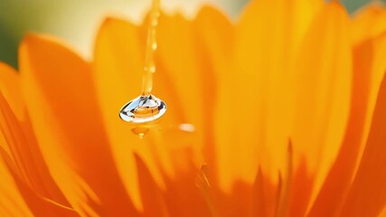 Poster - Upclose footage of a single water droplet landing on a bright orange marigold capturing the brief moment of impact before it rolls off.