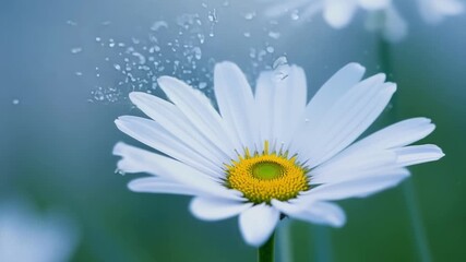 Aufkleber - A slow motion video of water droplets being shaken off from a of white daisies creating a mesmerizing and soothing effect.
