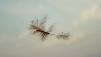 Poster - A feather floats down from the sky twirling and spinning as it descends caught in the winds playful grasp.
