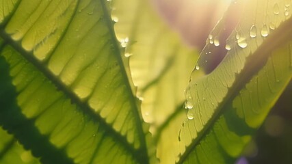 Aufkleber - A macro shot of a vibrant green leaf its s showcasing a complex network of lines that appear to dance in the sunlight.