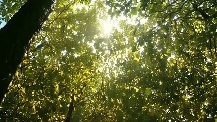 Aufkleber - The sunlight peeking through a of leaves casting a beautiful shadow that highlights the small s branching out in every direction.