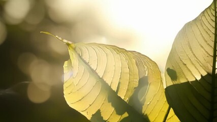 Aufkleber - The soft glow of sunlight on a large leaf revealing a mesmerizing maze of s that create an abstract piece of art.