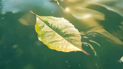 Poster - A closeup of a leaf floating in a pool of water its s appearing more translucent as the suns reflection dances upon them.