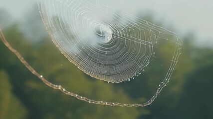 Poster - The final product is a masterpiece perfectly symmetrical and designed to catch any unsuspecting insect that may cross its path.