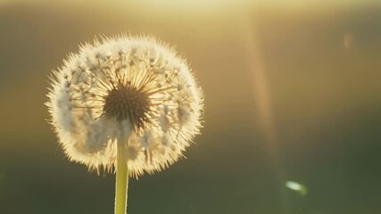 Poster - Upclose view of a dandelion seed head being blown on by a gentle breeze causing the seeds to dance tantalizingly.