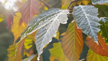 Aufkleber - Closeups of vibrant autumn leaves dusted with morning frost creating a unique juxtaposition of warm and cool tones.