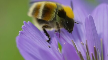 Aufkleber - Slow motion footage of a bumblebee dipping its long tongue into a purple bloom collecting nectar as it buzzes about.