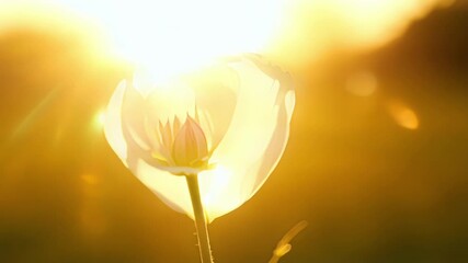 Aufkleber - With the sun as a backdrop the camera focuses on a bright yellow flower capturing the way the light streams through its thin almost transparent petals creating a radiant glow.