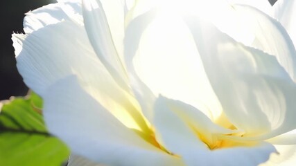 Aufkleber - The camera zooms in on the intricate folds of a white peony capturing the way the sunlight filters through its layers creating a dreamy and ethereal effect.