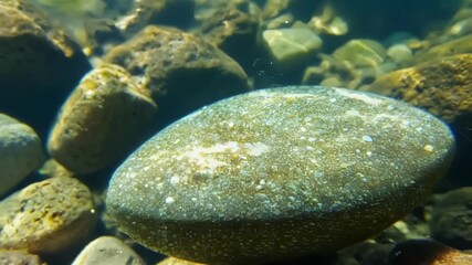 Poster - An extreme closeup of a pebble being picked up and examined by a small fish showcasing the symbiotic relationship between the stones and the creatures that call the river their