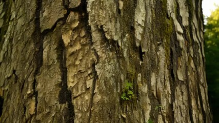 Aufkleber - The camera moves slowly over the bark of a tree showcasing the variations in color and texture as it captures the rough and smooth areas in stunning detail.
