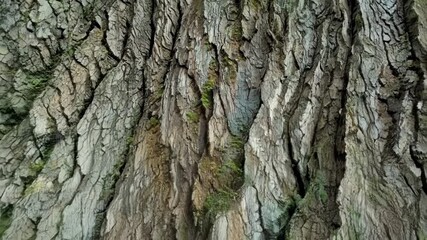 Aufkleber - A closeup shot highlights the natural patterns and shapes in the bark resembling an aerial view of a sprawling forest landscape.