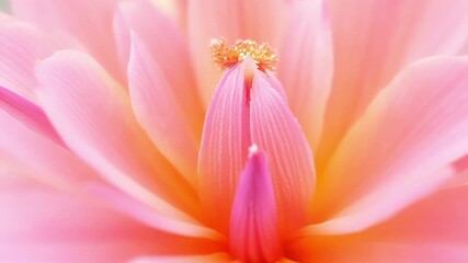 Poster - The vibrant pink center of a cherry blossom is highlighted in closeup taking the viewer on a journey through its intricate layers and patterns.