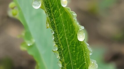 Aufkleber - Through a macro lens we see the intricate details of a young fern frond including the delicate s that will soon carry lifegiving nutrients to the rest of the plant.