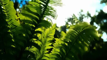 Aufkleber - From a low angle we see a of fern fronds stretching upwards towards the sky reaching for sunlight and promising a bright future for the plant.