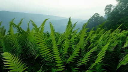 Aufkleber - In a poetic shot the camera slowly pans across a sea of lush green ferns capturing the mesmerizing sight of countless fronds unfurling and filling the frame with new life.